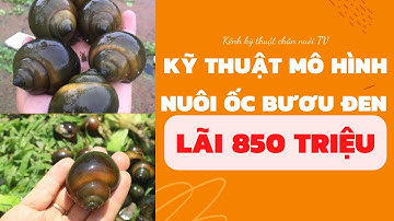 Kỹ thuật nuôi ốc Bươu Đen | Mô hình làm giàu mới cho bà con | cơ hội làm giàu tại VIDEO này.