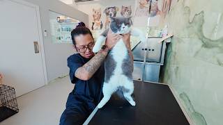 You will fall in love with this Chonk 😻