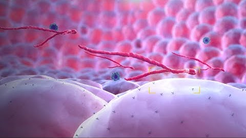 Ebola Virus - Mechanism of Action - 3D Medical Animation