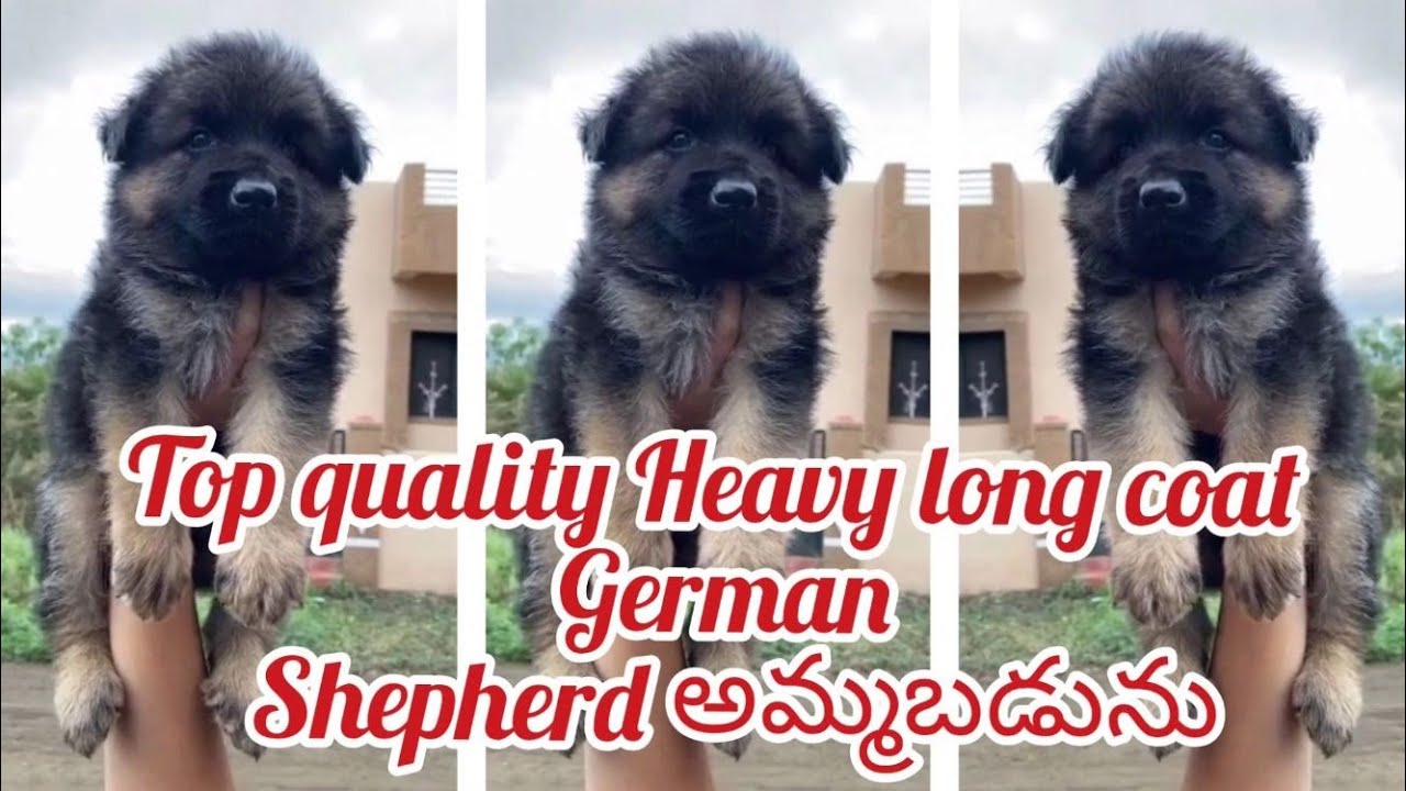 Long coat German Shepherd puppies for sale8008759369hyderabaddog