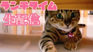 【ランチタイム生配信】食後にゆっくり猫でも見ませんか？生配信