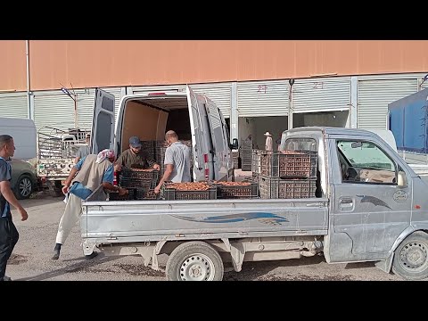 بسكرة إفتتاح سوق موسمي لبيع التمور من الفلاح إلى المستهلك لتسهيل التسويق وتوفيرالمنتج بأسعار مقبولة