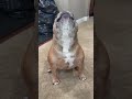 Why is every French Bulldog so dramatic? 😂 #frenchbulldog #cutedogs #frenchie #funnypets #puppy