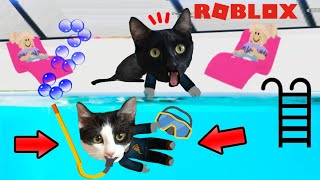 Jugando al escondite en la piscina de Roblox con gatitos Luna y Estrella / Videos de gatos vs juegos