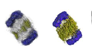 CIL_12178
