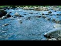 Goodbye Stress to Sleep Soundly with Close-Up River Sounds & Rapid Water Flow in Green Rainforest #4