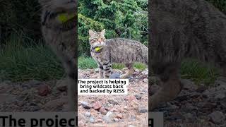 50 wildcats released into Scottish Highlands in major conservation milestone