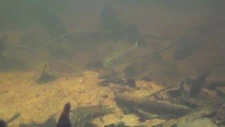 Corydoras migration in Cano Libertad, Rio Apaporis. By Heiko Bleher.m4v
