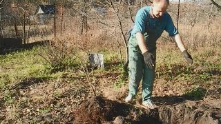 видео Пересадка смородины весной