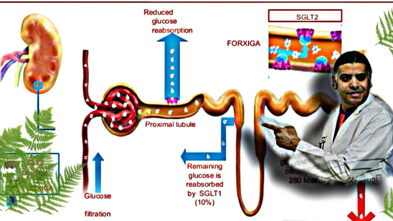 . SGLT2 inhibitors