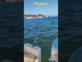 picadon en directo de lubina!!!!.