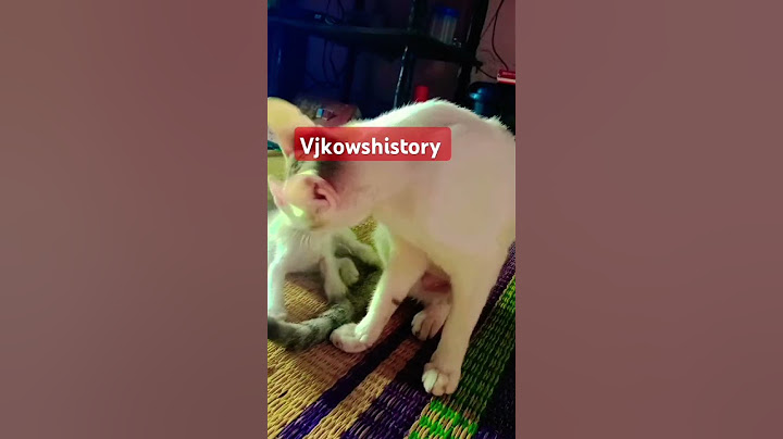 எங்க வீட்டு பூனை பண்ற அநியாயத்தை பாருங்க #shortafeed #funnycats #awernes #vjkowshistory