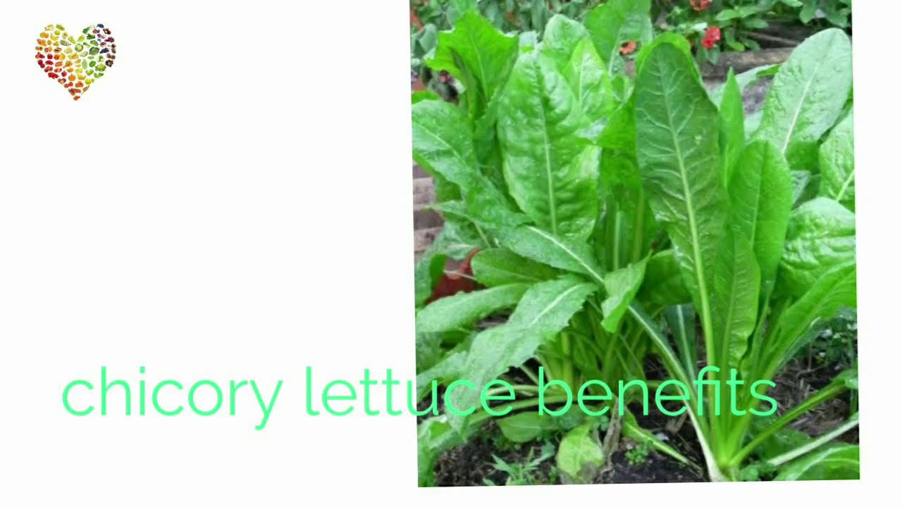 Chicory lettuce benefits YouTube