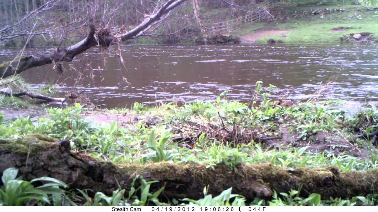 video phone beyonce mp3 WildTees Roe Deer