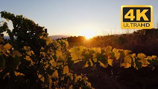 Sunset walk in the vineyards in the Catalan countryside in Alt Empordá, Catalonia/Spain (4K) HDR