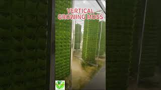 Vertical Moss Magic: Insane Greenhouse Glow-Up for Urban Jungle Living