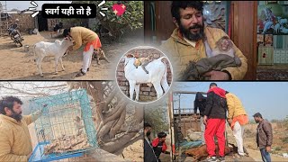 यही तो स्वर्ग है सभी जीवों की सेवा से बढ़कर कोई सुख नहीं#viralvideos #trending  #gaumakasevak🙏❤️