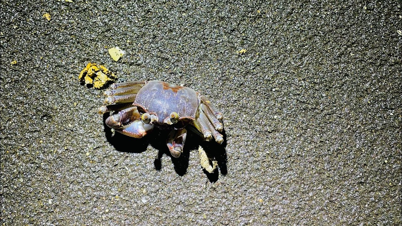 Catch and Cook-exotic Food (agokoy)