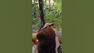 Tóc giả cột đui ngựa xoăn lọn dài tới lưng quần #toccot