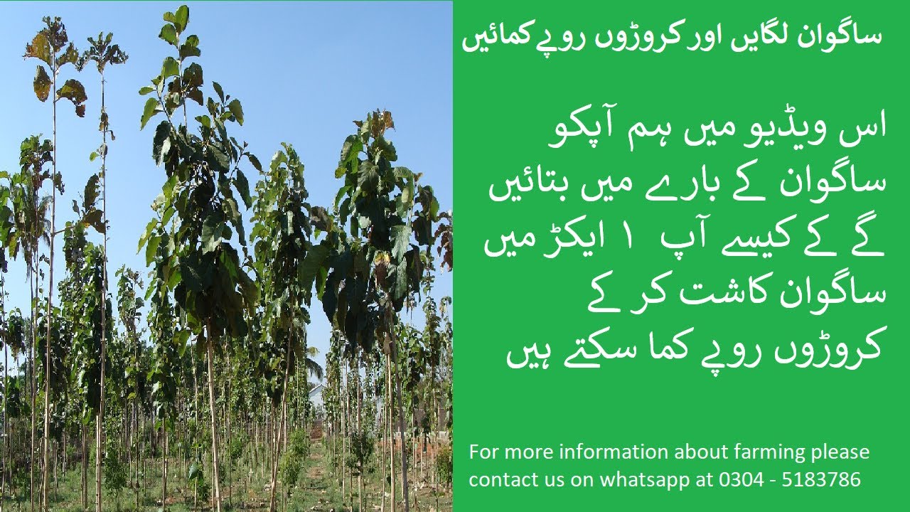Sagwan Tree Teak Tree Farming Profitable Business In Pakistan India Sagwan Tree Teak Tree Farming Profitable Business In Pakistan India