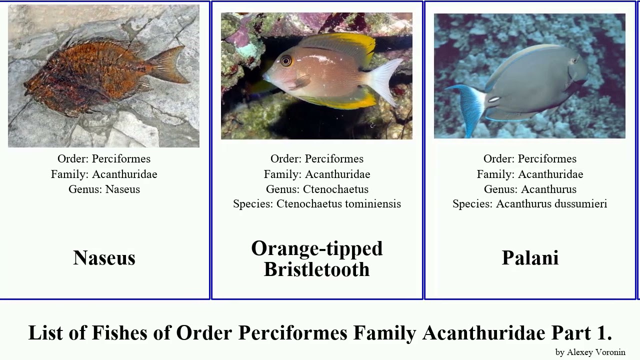List of Fishes of Order Perciformes Family Acanthuridae Part 2. surgeonfish unicornfish tang Lemon