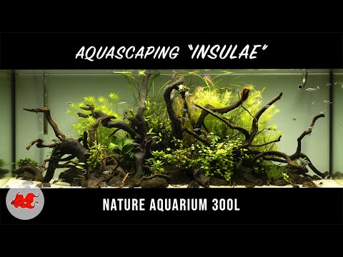 Aquascaping aquarium 300l