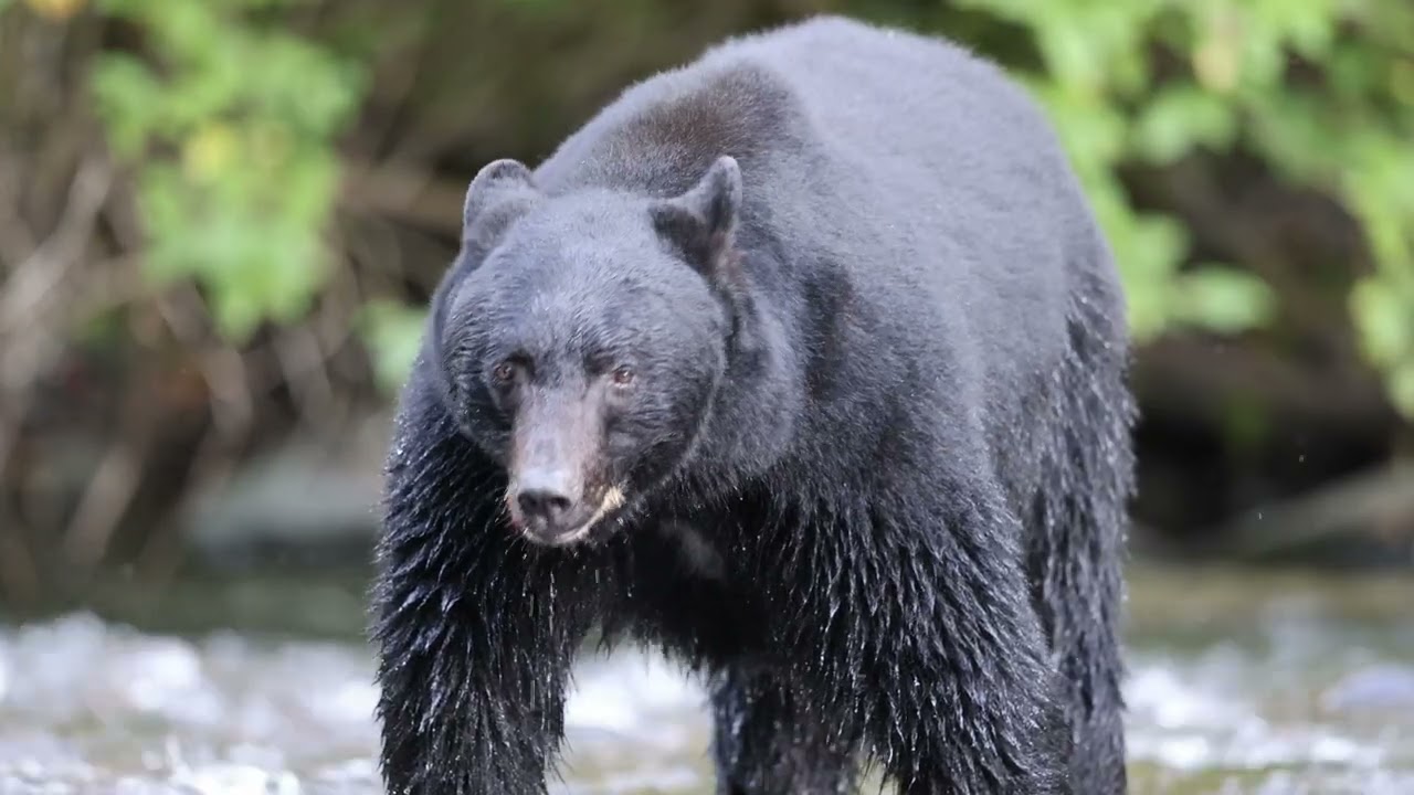 Black Bear fishing for Pink Salmon on Vancouver Island