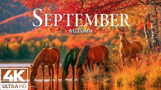 September Autumn 4K 🍂 Early Autumn Serenity 🍂 Fall Colors, Peaceful Forests and Soft Piano Melodies screenshot 2