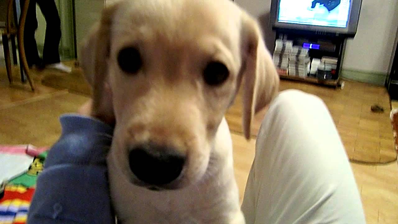 子犬 赤ちゃん 超かわいい ラブラドールの子供 A Cute Dog ４ Youtube