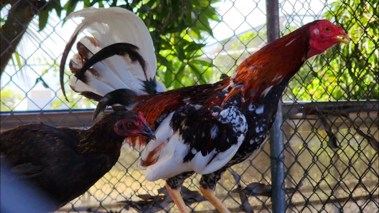 Miguel Ovalles llevando en el media tours a nuestro amigo de Ecuador y Jorge de Colombia.