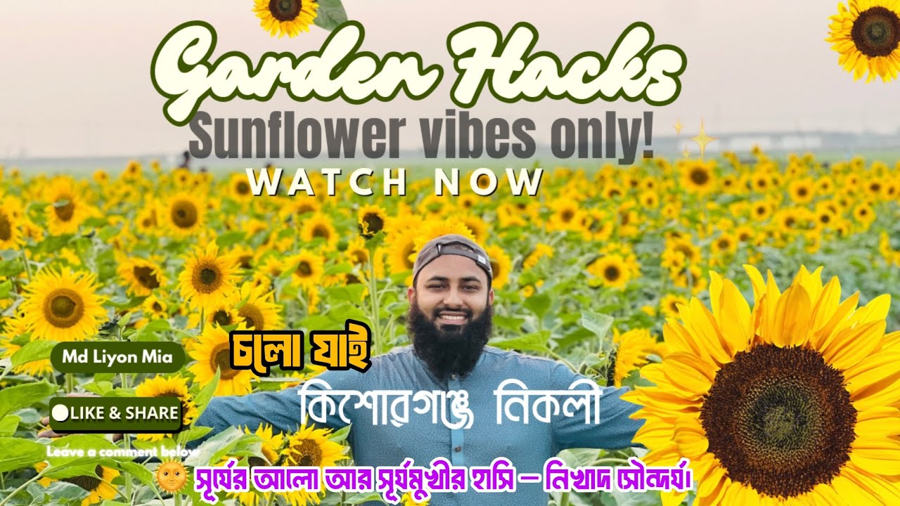 🌻সূর্যমুখী ফুলের রাজ্যে | Sunflower Kingdom | কিশোরগঞ্জ হাওড়ে।Md Liyon Mia