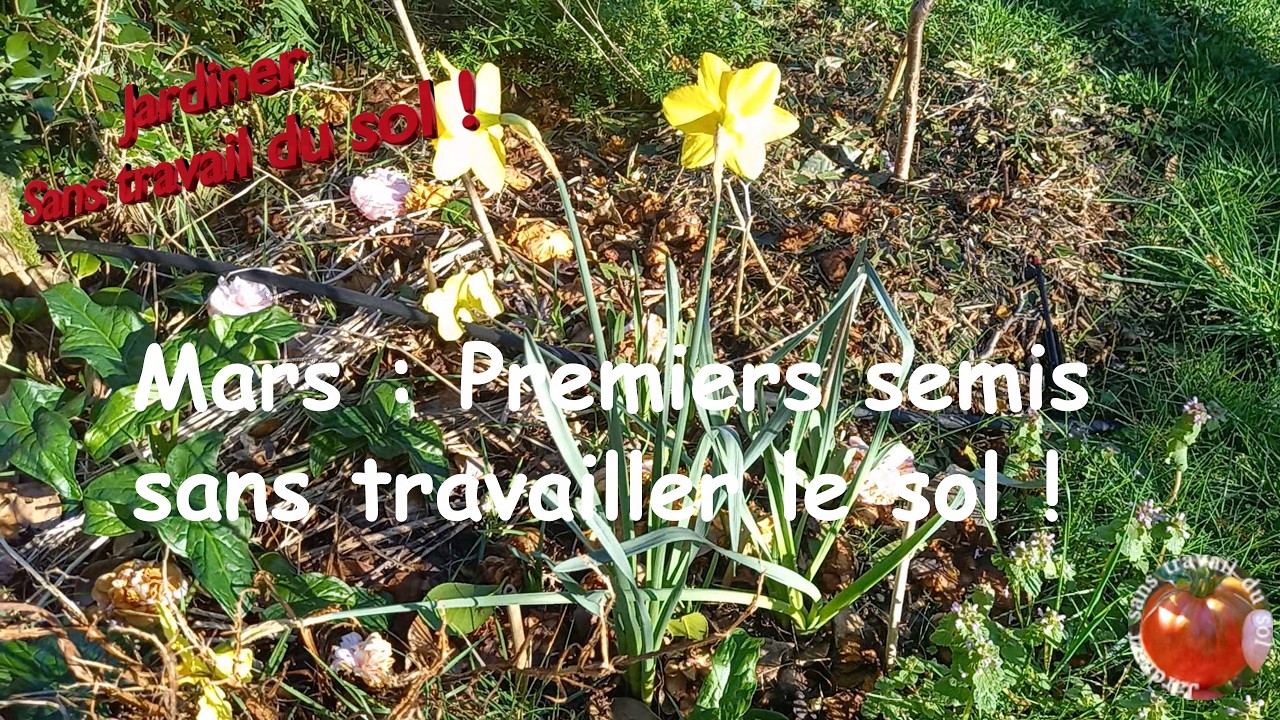 MARS : Premiers semis en extérieur sans travailler le sol !