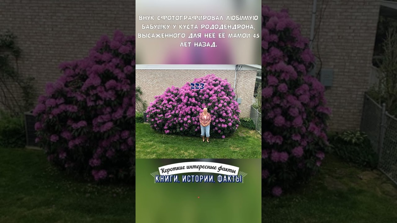 ВНУК СФОТОГРАФИРОВАЛ БАБУШКУ У КУСТА РОДОДЕНДРОНА, ВЫСАЖЕННОГО ДЛЯ НЕЁ ЕЁ МАМОЙ 45 ЛЕТ НАЗАД - 