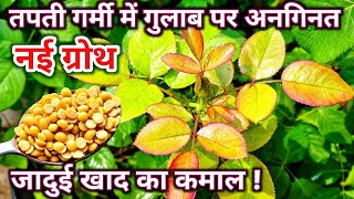 तपती गर्मी में गुलाब पर अनगिनत नई ग्रोथ और फूल. Rose plant growing tips. गर्मी में गुलाब की देखभाल.