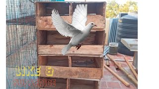 புறாங்களுக்கு ஆப்பிள் பெட்டியில் தட்டு அடிக்கிறோம். pigeon tray with apple box.#pets_lovers #pigeon