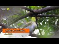 دخلة الصفصاف نقشارة الصفصاف من الشقفة جيجل دخلة الصفصاف نقشارة الصفصاف من الشقفة جيجل