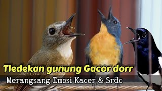 Tledekan Gunung  Gacor Bikin Kacer Dan Srdc Emosi