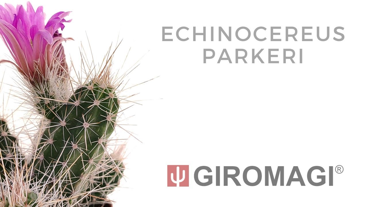 Echinocereus parkeri