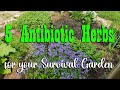 5 natural antibiotic herbs to grow in your survival garden  preparedness