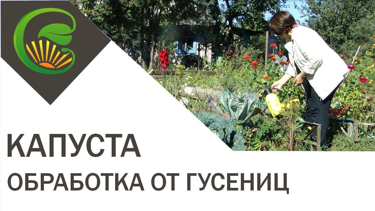 Чем обработать капусту от гусениц: эффективные народные средства Чем обработать капусту от гусениц: эффективные народные средства