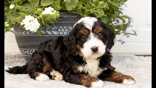 Mini Bernedoodle Puppies for Sale