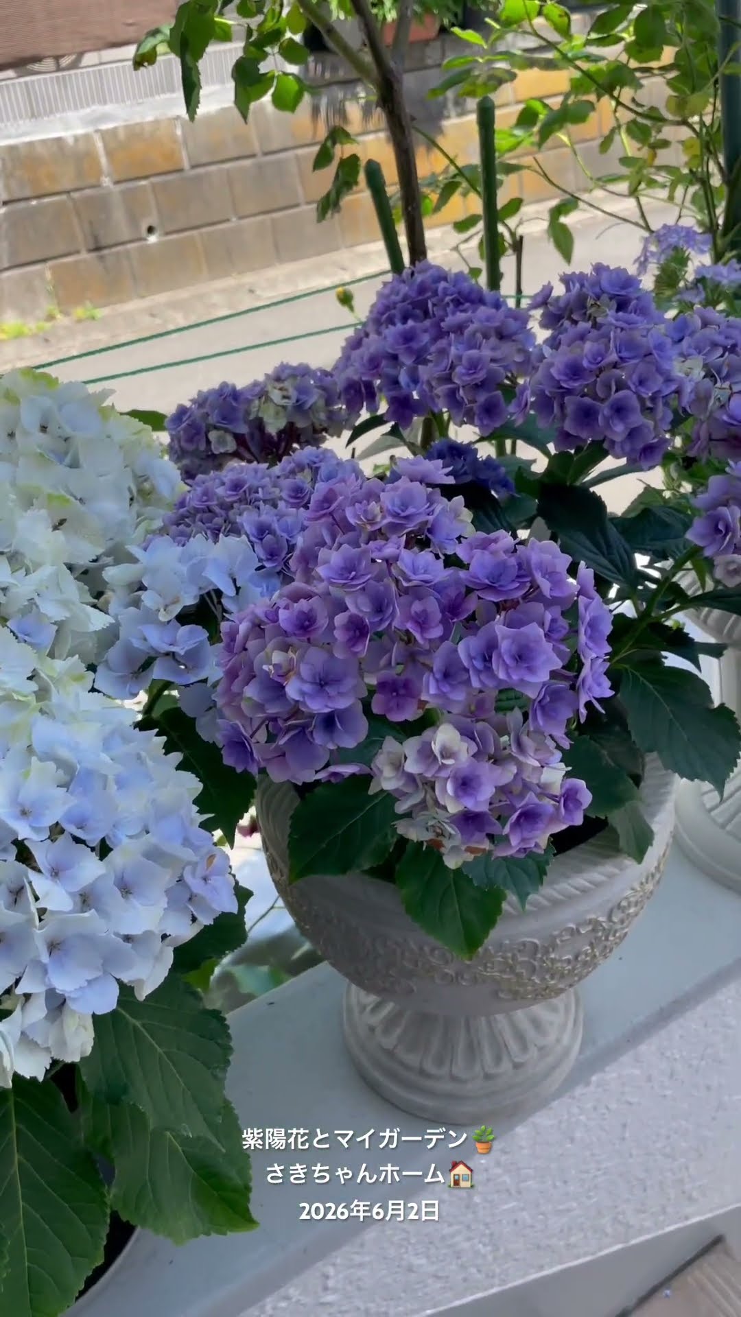 HD】2026年6月2日 🌹紫陽花が咲き出して来ました． #flowers #garden