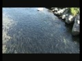 горбуша прорывается на нерест - Iturup island - the salmon are spawning