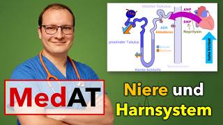 MedAT - Biologie - Niere und Harnsystem wirklich verstehen!