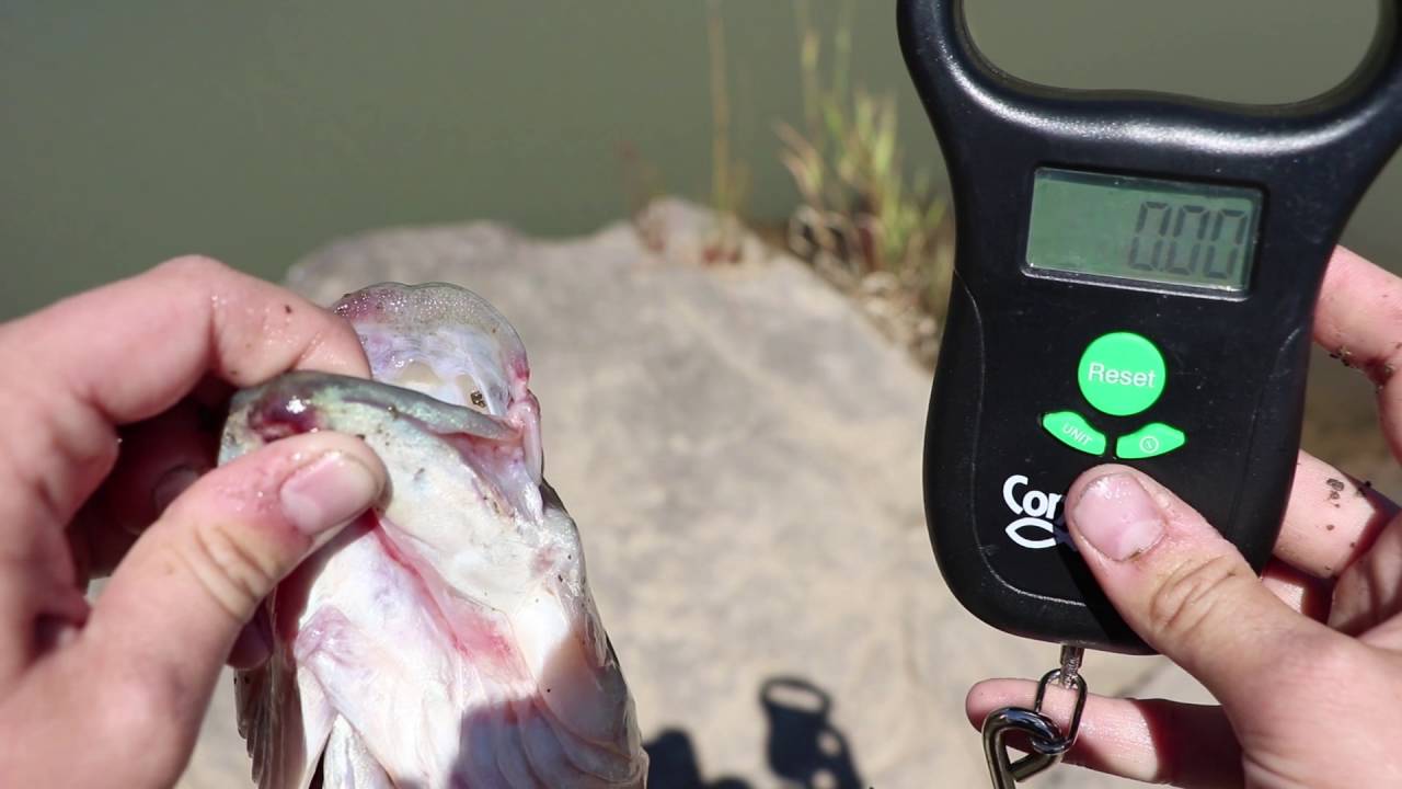 How To Weigh Fish Using The ConnectScale 