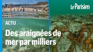 Invasion Spectaculaire Daraignées De Mer Sur Les Plages De Cornouailles