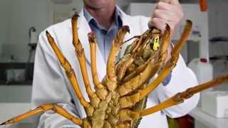 Rock lobster aquaculture and life cycles | University of Tasmania