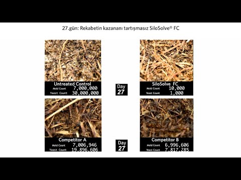 The Great Silage Challenge: SiloSolve® FC vs. mold, yeast and the competition (Turkish sub.)