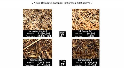 The Great Silage Challenge: SiloSolve® FC vs. mold, yeast and the competition (Turkish sub.)