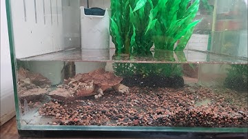 Giới thiệu Rùa lá Red Mata tại Ú Ù PETSHOP CPC tháng 6-2025